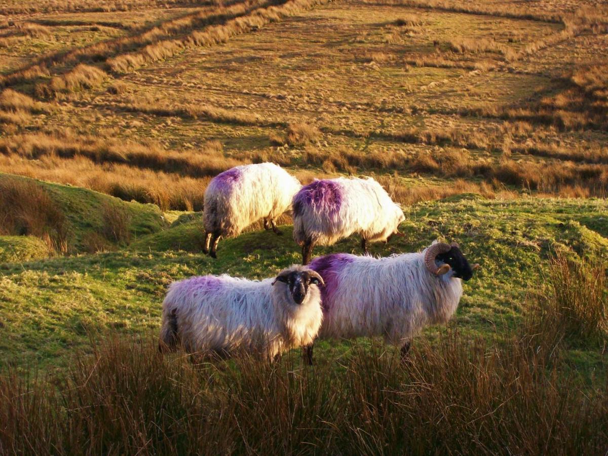 Clifden Wildflower Cottage - Clifden Countryside Lettings Экстерьер фото